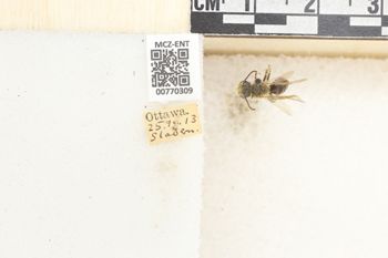 Media type: image;   Entomology 770309 Aspect: Labels